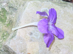 Ruellia dipteracanthus