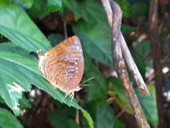 Arhopala centaurus nakula