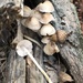 photo of Common Gilled Mushrooms And Allies (Agaricales)