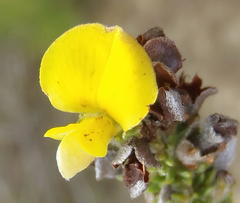 Aspalathus opaca rostriloba