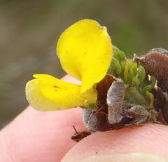 Aspalathus opaca rostriloba