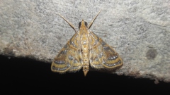 Daulia afralis