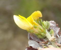 Aspalathus opaca rostriloba