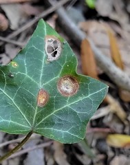 Colletotrichum trichellum