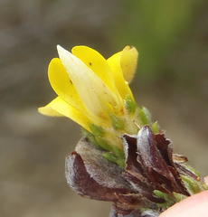 Aspalathus opaca rostriloba