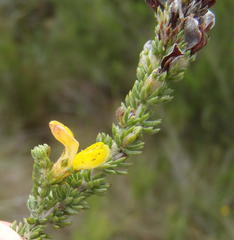 Aspalathus opaca rostriloba