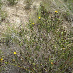 Aspalathus opaca rostriloba