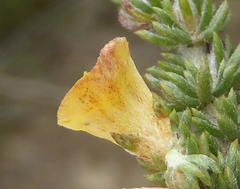 Aspalathus opaca rostriloba