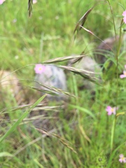 Bromus anomalus