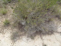 Aspalathus opaca rostriloba