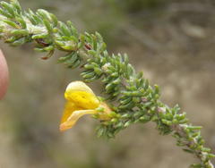 Aspalathus opaca rostriloba