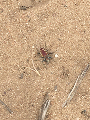 Cicindela lengi