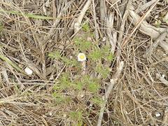 Felicia hyssopifolia