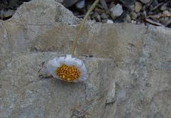 Felicia hyssopifolia