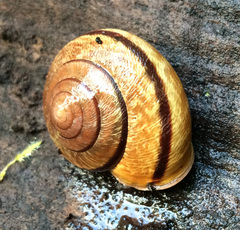 Helminthoglypta exarata