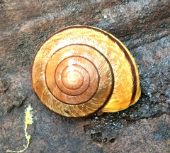 Helminthoglypta exarata