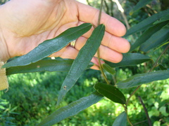 Parsonsia capsularis