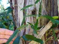 Parsonsia capsularis