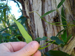 Parsonsia capsularis