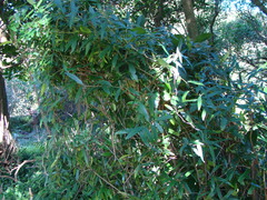 Parsonsia capsularis