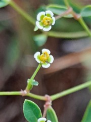 Euphorbia curtisii
