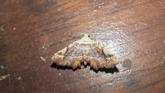 Hypertrocta posticalis