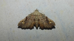 Hypertrocta posticalis