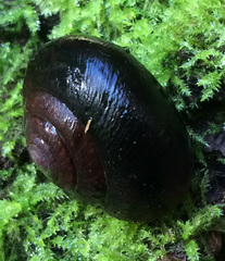 Helminthoglypta sequoicola