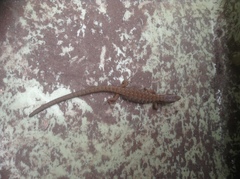 Elgaria multicarinata