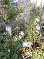 Epacris gunnii