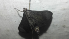 Almonia