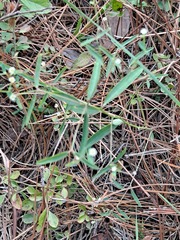 Euphorbia curtisii