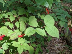 Viburnum wrightii
