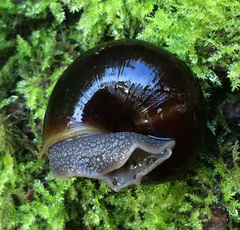 Helminthoglypta sequoicola