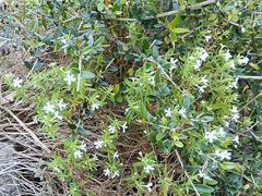 Chaenostoma calciphilum