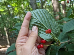 Viburnum wrightii