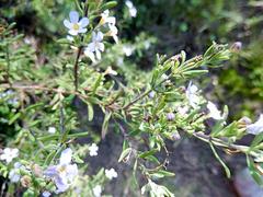 Chaenostoma calciphilum
