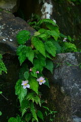 Begonia pinglinensis