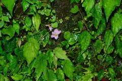 Begonia pinglinensis