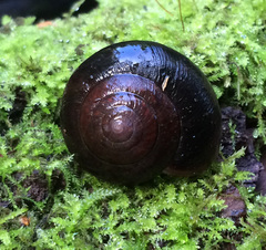 Helminthoglypta sequoicola