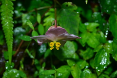 Begonia pinglinensis