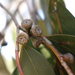 Eucalyptus ovata ovata - Photo (c) Wayne Martin, algunos derechos reservados (CC BY-NC), uploaded by Wayne Martin