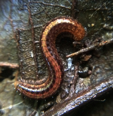 Caseyidae