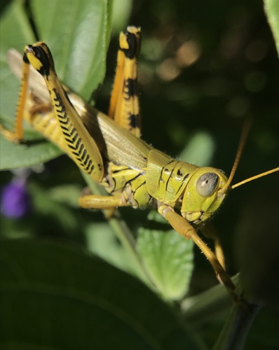 Differential grasshopper