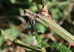 Nicocles