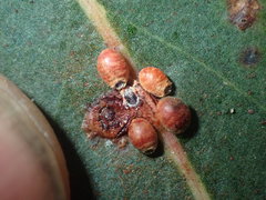 Eriococcus coriaceus