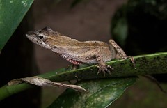 Anolis sminthus