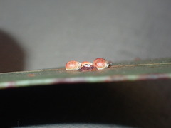 Eriococcus coriaceus