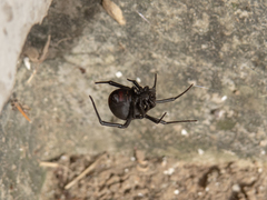 Latrodectus mirabilis