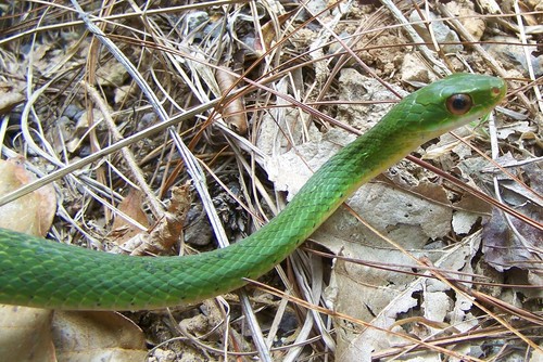 Photo of a Green Highland Racer (Drymobius chloroticus)